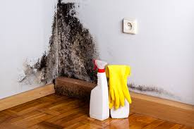 Professional Mold Removal & Remediation in Washburn, IL